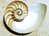 the shell