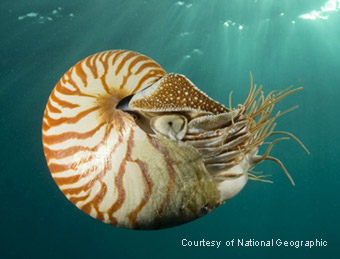 swimming Nautilus